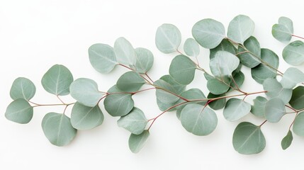 Obraz premium Eucalyptus Leaves on White Background with Soft Shadows Minimalist Design
