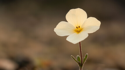 light yellow primrose flower