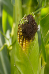 close-up of corn on the cob, harvesting corn in fall, corn kernels from close up, Ripe corn on the cob ready for harvesting, delicious corn can be harvested