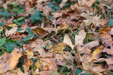 fallen autumn leaves