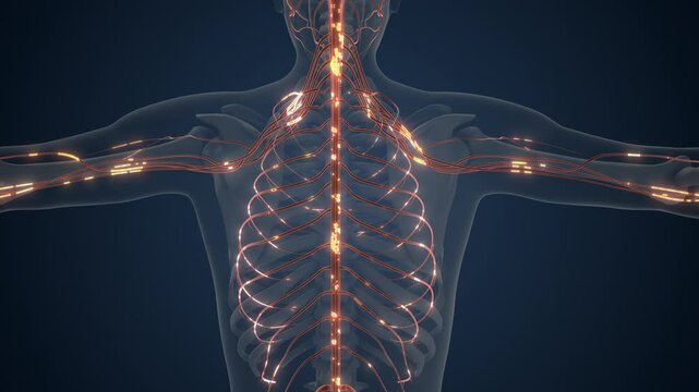 Brain and Body Connected by Nerve Signals