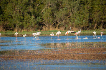 The greater flamingo (Phoenicopterus roseus) is the most widespread and largest species of the red flamingo family Common in aiguamolls emporda girona spain europe