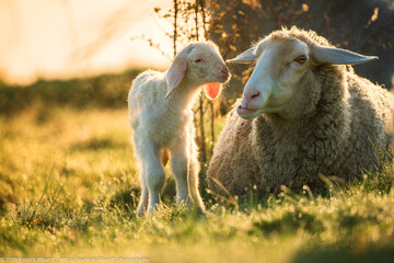 Lamb with his mother