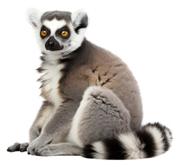 Obraz premium PNG Lemur wildlife animal mammal.