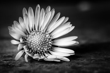 Flower in Black and white
