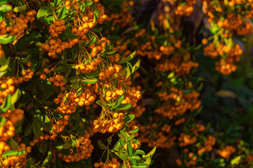 Yellow rowan berries in the autumn garden