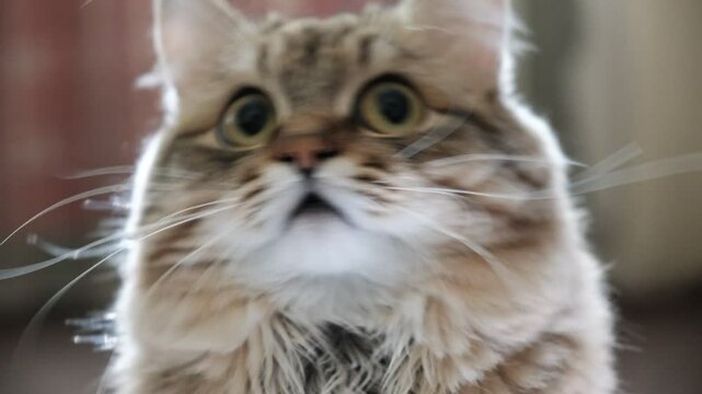 A wary cat carefully watches something, starring with intense. Close up. Animal Behavior	