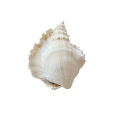 Conch shell on transparent background