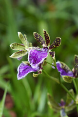 Blüten der Zygopetalum Orchideen, Orchideenblüte