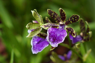 Zygopetalum Orchidee, Orchideenblüten mit violettem und grün-braun gesprenkelten Blütenblättern, Phalenopsis