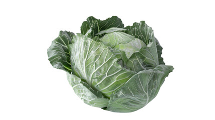 Fresh Green Cabbage Isolated on White Background Perfect for Healthy Eating and Organic Food Concepts