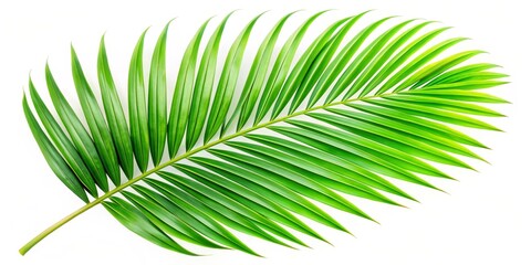 Obraz premium Palm Leaf Isolated on White Background, Tropical, Nature, Green, Leaf, Palm, Tropical Leaf