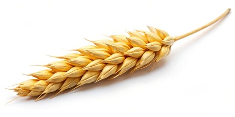 Single Golden Wheat Ear on White Background, Food Photography, Wheat, Grain, Agriculture