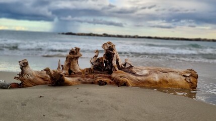 Tree trunk on  the beach