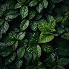 Fototapeta premium Natural dark green leaves for the background