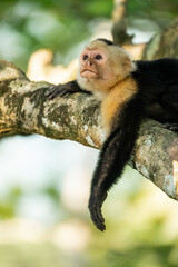 white face monkey ape in Costa Rica sneaky monkeys nature