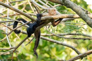 white face monkey ape in Costa Rica sneaky monkeys nature