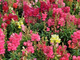 Field of snapdragon flowers in a garden