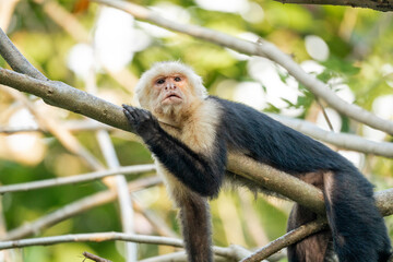 white face monkey ape in Costa Rica sneaky monkeys nature