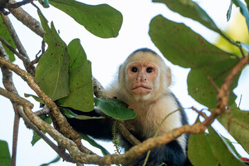 white face monkey ape in Costa Rica sneaky monkeys nature