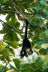 white face monkey ape in Costa Rica sneaky monkeys nature