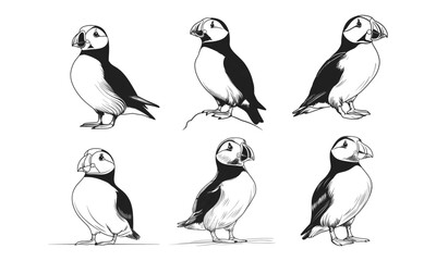 Vector illustration of the Atlantic puffin. Set of funny Northern birds isolated on a white background in cartoon style . For banners, textiles, website design, web pages and children's design.

