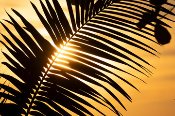 beautiful palm tree silhouette tropical vibes nature sun golden hour nature 