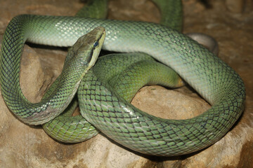 Close up head red tailed rat snake in garden