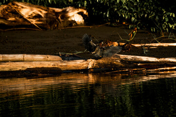 heron landing near shore water animal avian Costa Rica