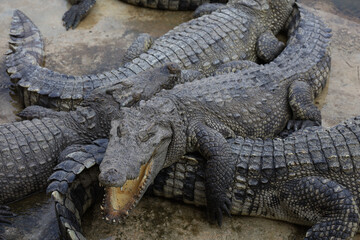 Close up group crocodile on garden