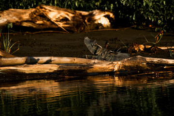 heron landing near shore water animal avian Costa Rica