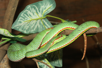 The pope green pit viper snake in forest