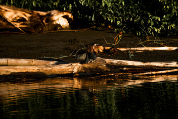 heron landing near shore water animal avian Costa Rica