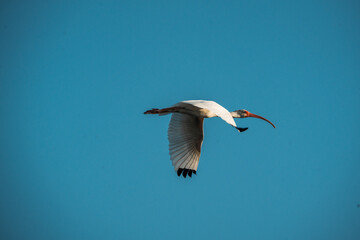 white ibis bird in sky flying
