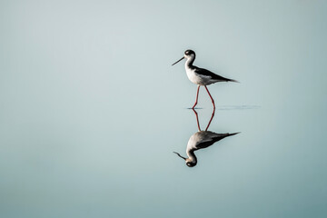 black necked stilt bird with beautiful water reflection
