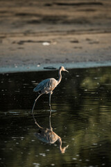 great blue heron ardea alba