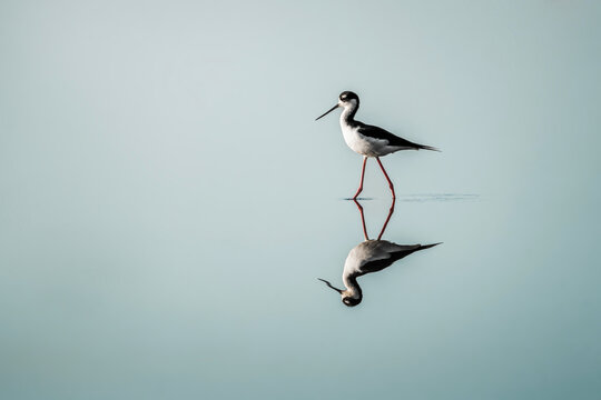 black necked stilt bird with beautiful water reflection