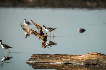 American Whimbrel landing on piece of wood