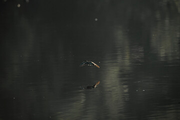 ducks in the water