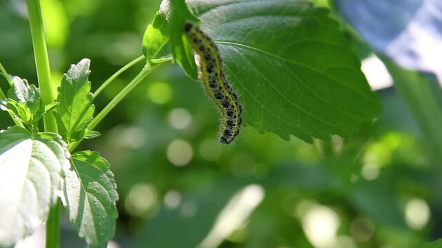 Caterpillar worm in the green rainforest macro