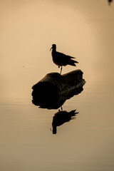 bird silhouette during sunset pretty nature
