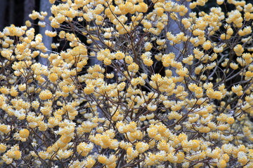 満開のミツマタ