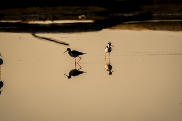 birds flying in the water