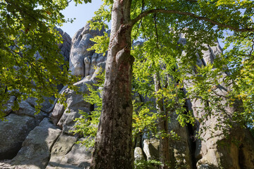 High rocky ledge of sandstone in beech forest, bottom view