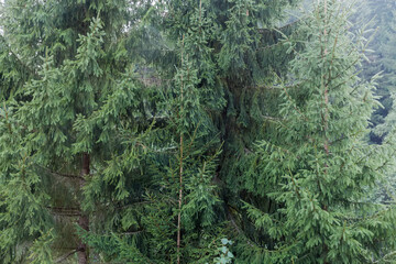 Spruces of different ages in overcast evening against sky © An-T