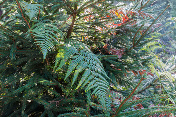 Fern leaves covered with dew among spruce branches in autumn