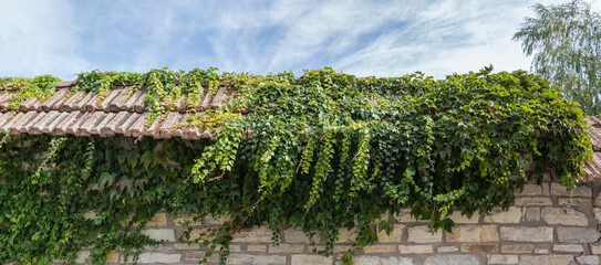 Ivy branches with green leaves on top of stone wall
