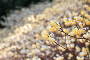 満開のミツマタ
