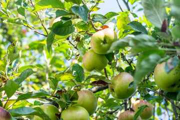 Green apples on the green tree. Garden harvest. Fresh fruit.