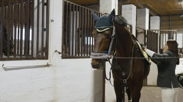 A girl rider attaches a saddle to a horse. A woman saddles her horse for riding. In a stable.